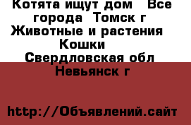 Котята ищут дом - Все города, Томск г. Животные и растения » Кошки   . Свердловская обл.,Невьянск г.